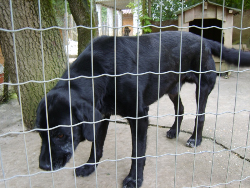 Réglisse, croisé Labrador/Griffon, 5 ans (tabanac) S8300420