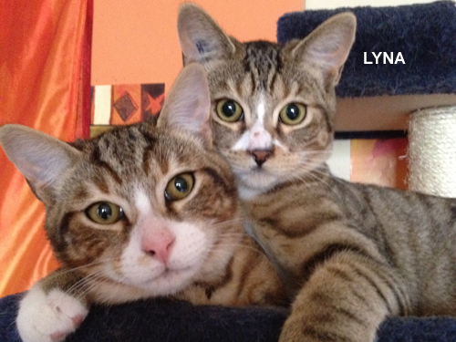 Lyna 8 mois tigree et blanche  Lyna_l10