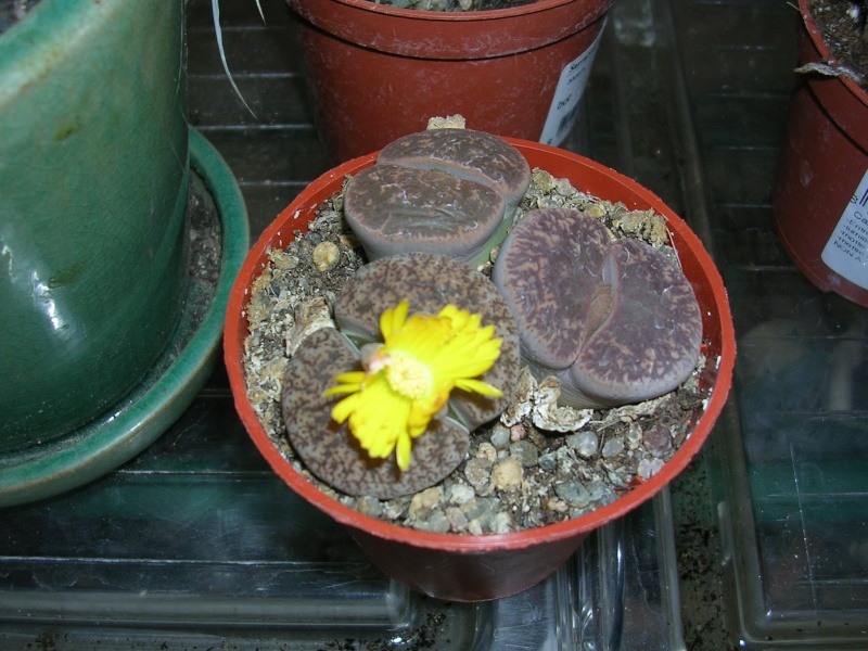 Lithops en fleurs Dscn4710