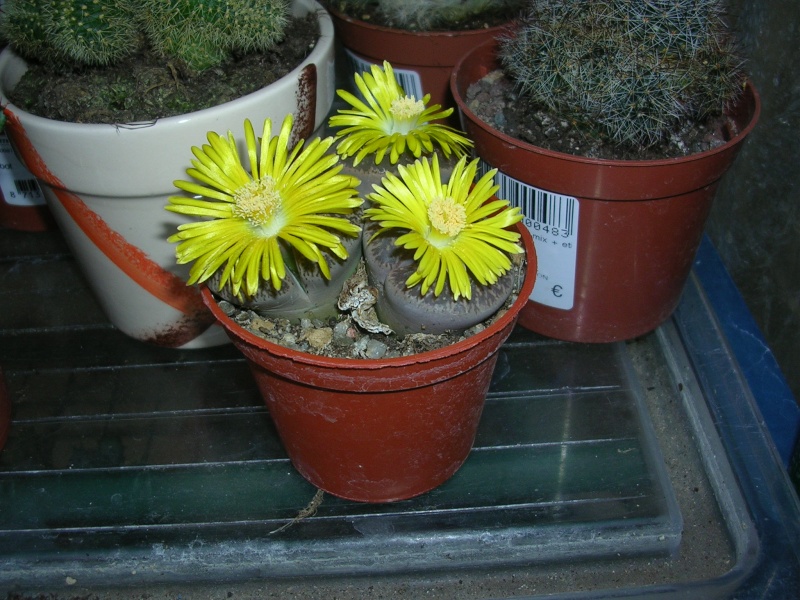 Lithops en fleurs Lithop10