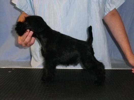 Black puppies in Des Matins De Cristal kennel Guns10