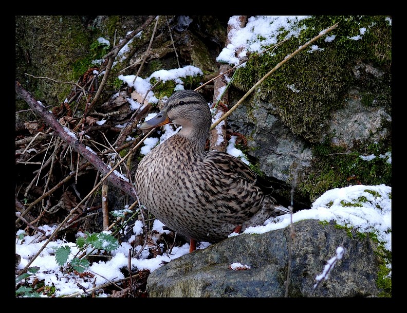 Canards de paques P1320113