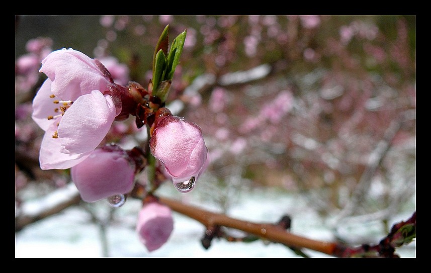 Neige et fleurs de paques P1320117