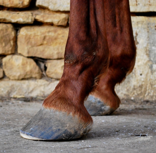 Pourritures fourchettes, talons fuyants et exedent de matière sur la sole. Ant_ga20