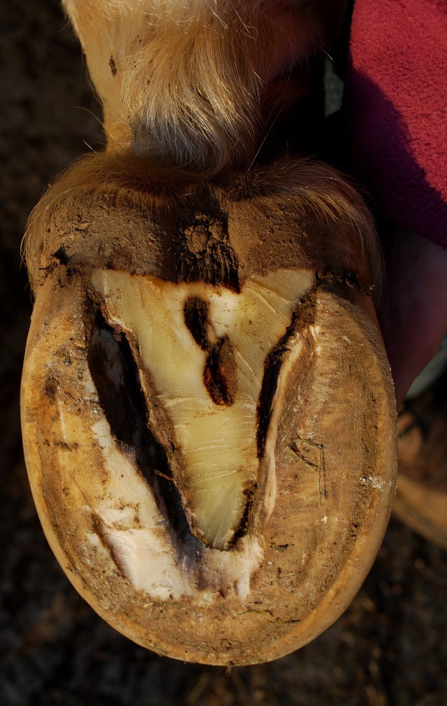 Pourritures fourchettes, talons fuyants et exedent de matière sur la sole. - Page 2 Post_g15