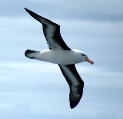 l'albatros 250px-30