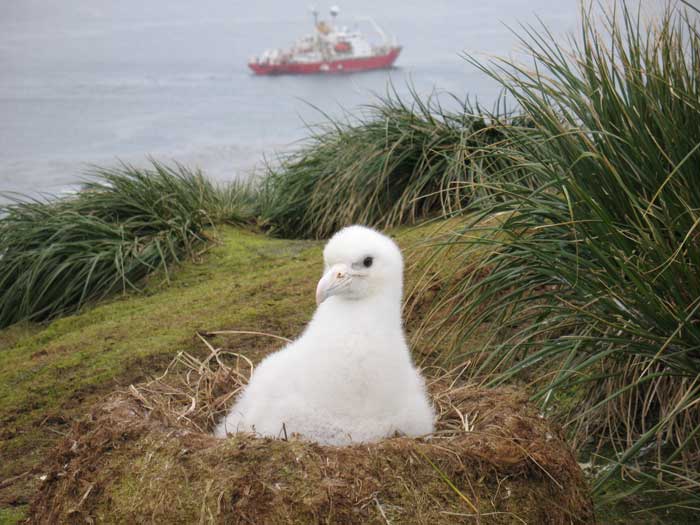l'albatros Albatr12