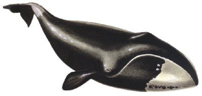 la baleine Balein11