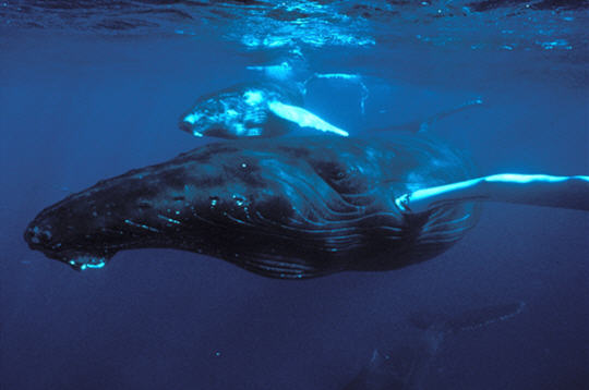 la baleine Balein14