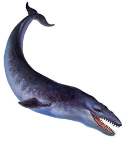 la baleine Basilo10
