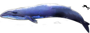 la baleine Bleu10