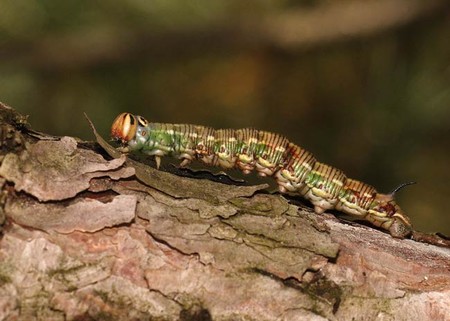 la chenille Ch-nid13