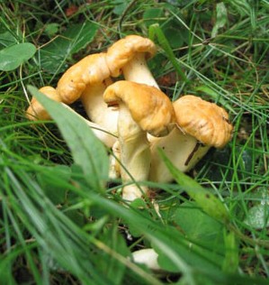 Champignon Champi10