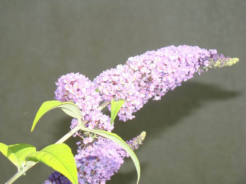 Buddleia de David Dsc02610