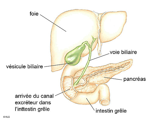 la Vésicule biliaire Gallen10