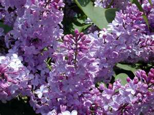 les lilas Lilas_12