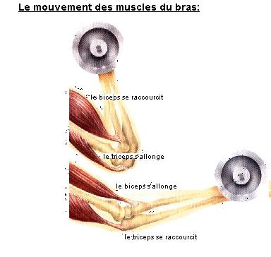 le muscle Muscle10