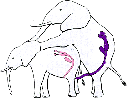 Éléphant Reprod10