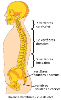 Colonne vertébrale Squele10