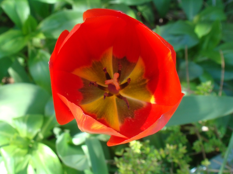 la tulipe Tulipe10