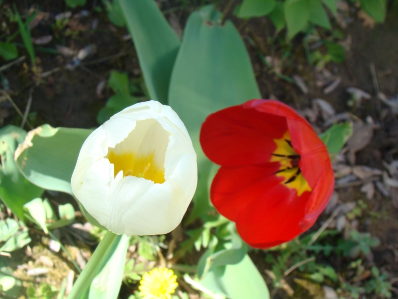la tulipe Tulipe12