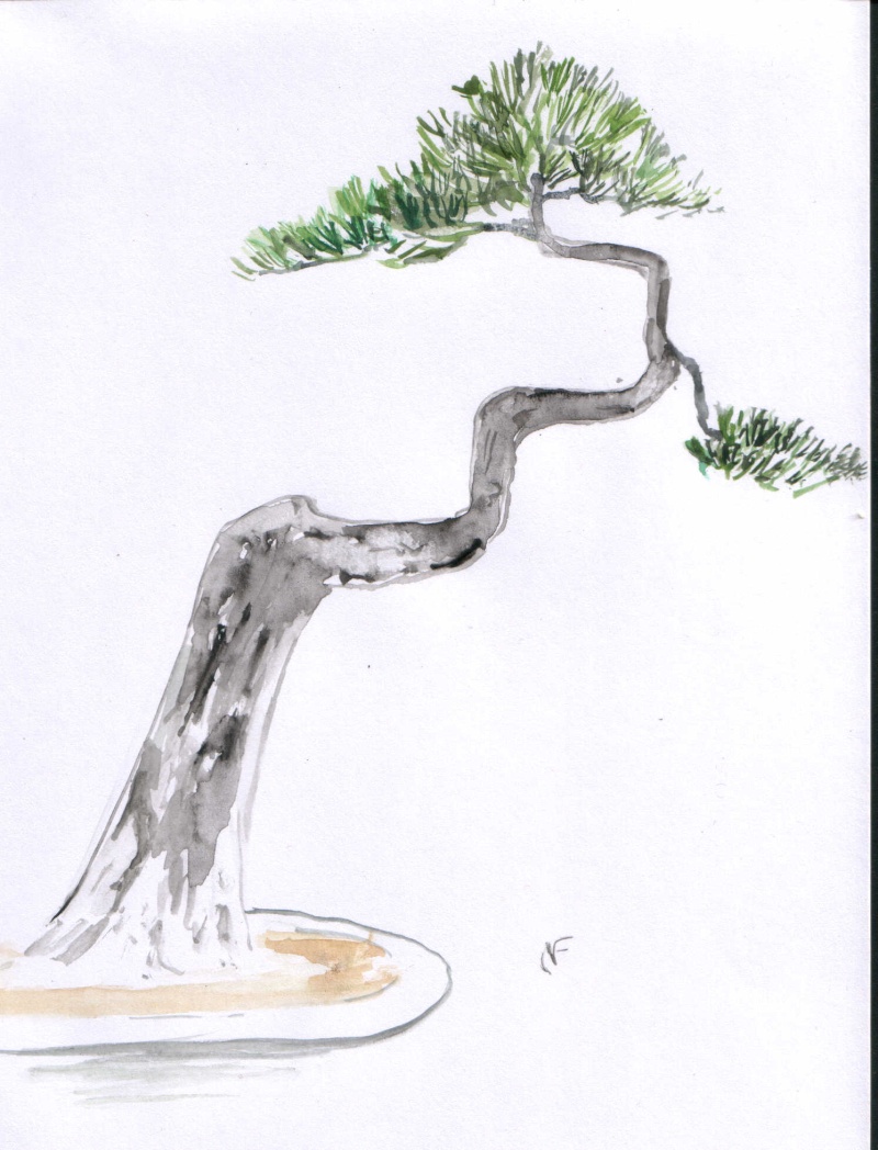Avis sur formation pin sylvestre - Page 2 Pinpat12