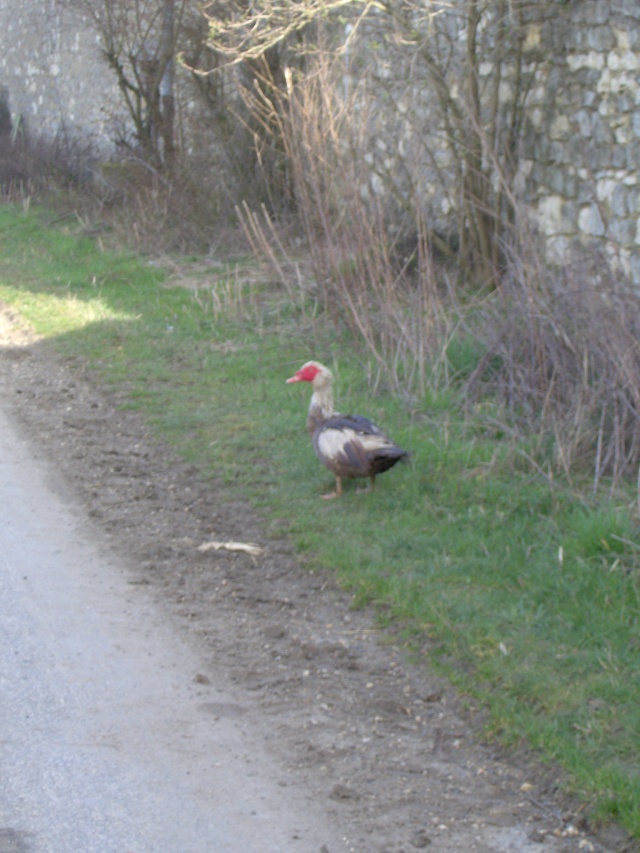 petite sortie vendredi 7 mars Hpim1315