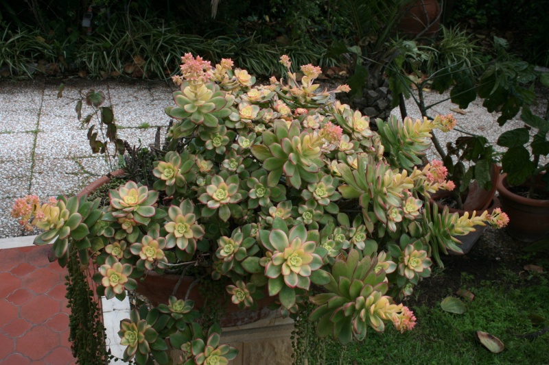 mes succulentes Aeoniu36
