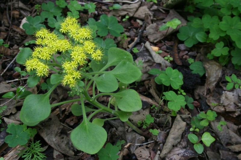 Problème Aeonium arboreum? Aichry10
