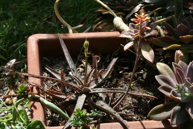 Aloe plicatilis et Aloe bakeri en fleurs Alo_ba10