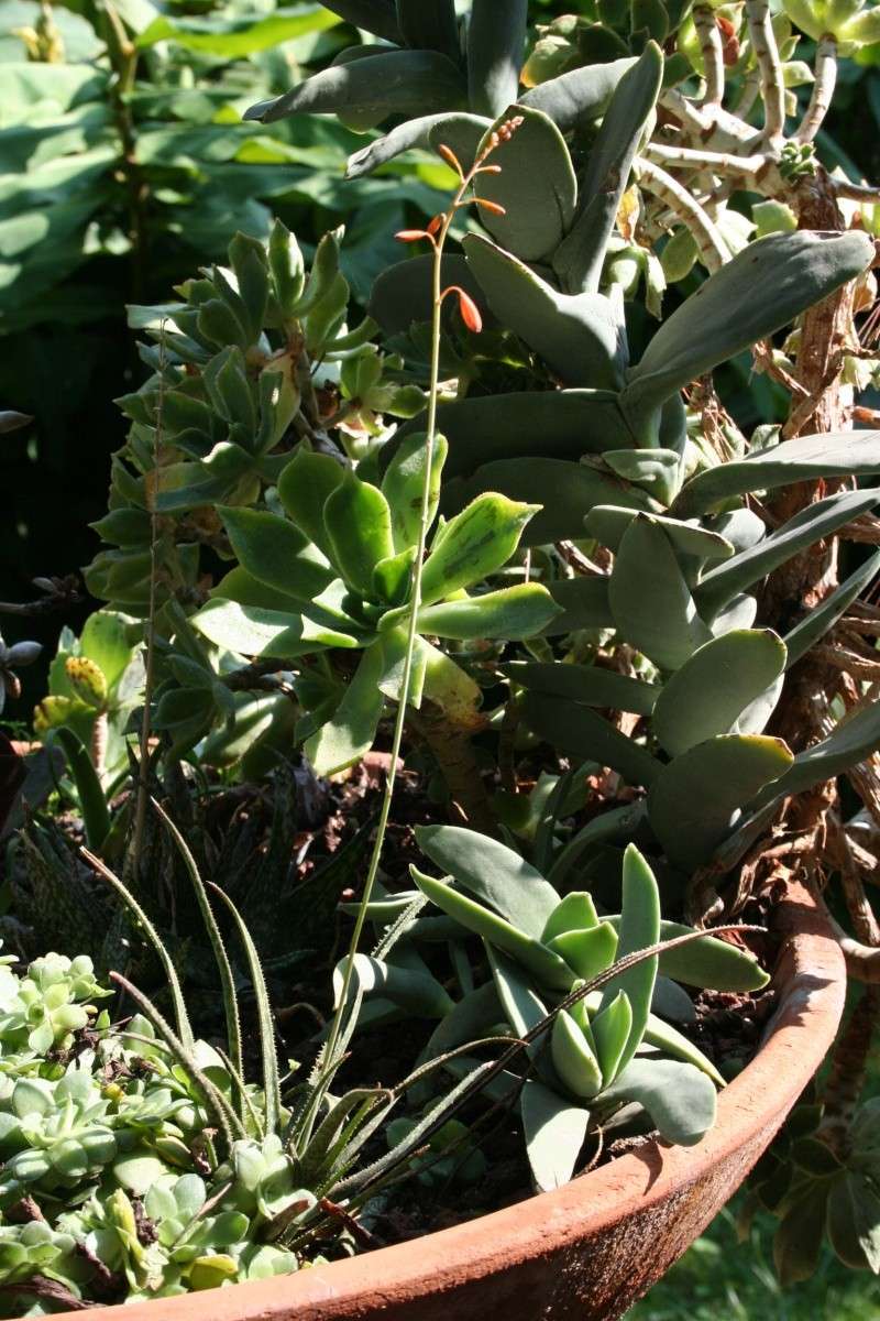 Aloe bellatula en fleurs Aloe_b11