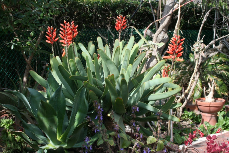Aloe plicatilis en pleine floraison Aloe_p13