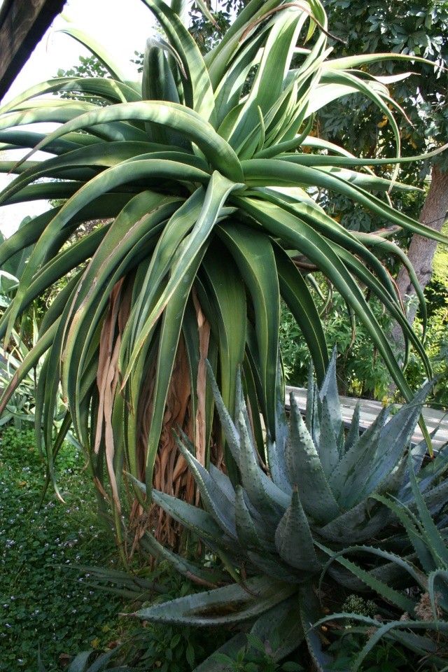 Aloe à identifier JArdin de Philippe, La Réunion Aloe_t10