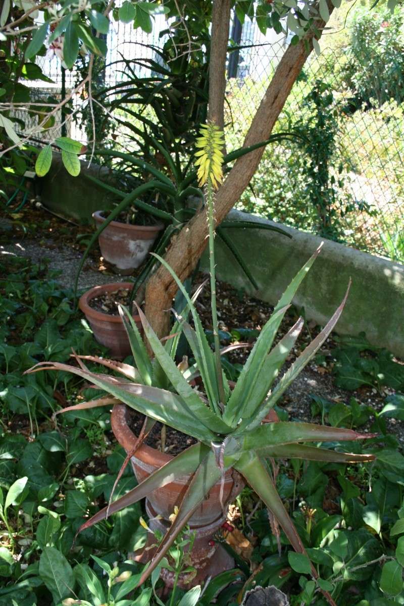 Un vrai Aloe vera en fleurs Aloe_v13