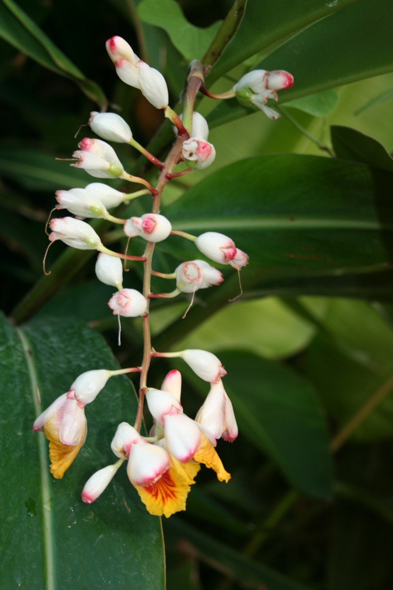 Belles inflorescences sur le jardin de devant Alpini18