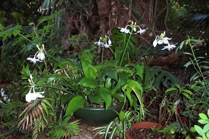 eucharis grandiflora Amaryl10