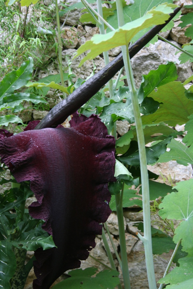 Amorphophallus rivieri ou Sauromatum venosum? ( Identifiée : Dracunculus vulgaris ) Amorph13