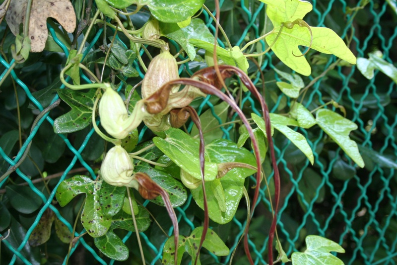 Aristolochia trilobata, des fleurs vraiment curieuses Aristo33