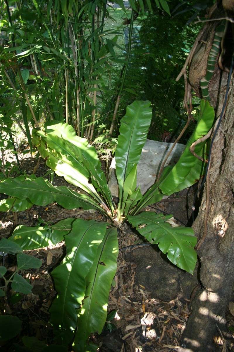 asplenium - Asplenium nidus en pleine forme Asplen14