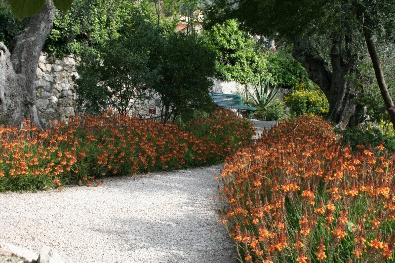 Quelques fleurs après le froid Bulbin11