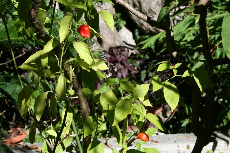 Petit plaisir, fleurs du jardin en ce moment Capsic11