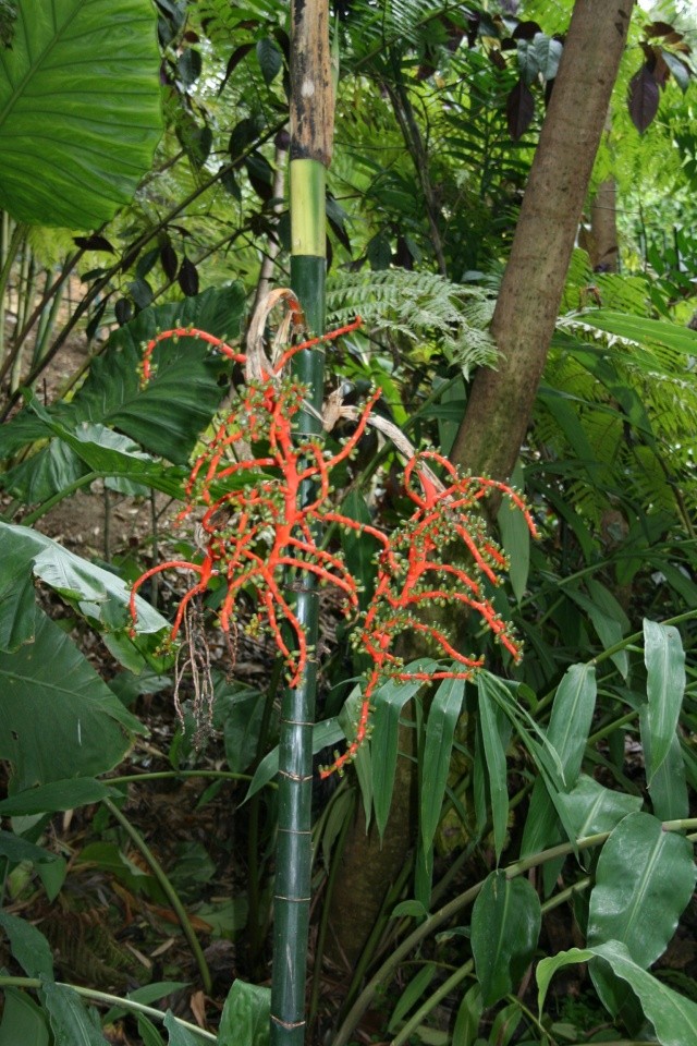 Chamaedorea costaricana Chamae12