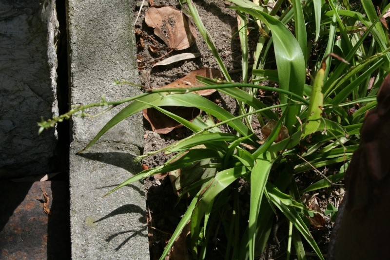 chlorophytum comosum Chloro10