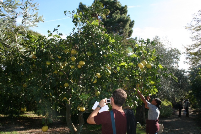 Pomelo ou pamplemousse? Citrus16