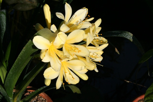 Clivia miniata ' Aurea ' Clivia15