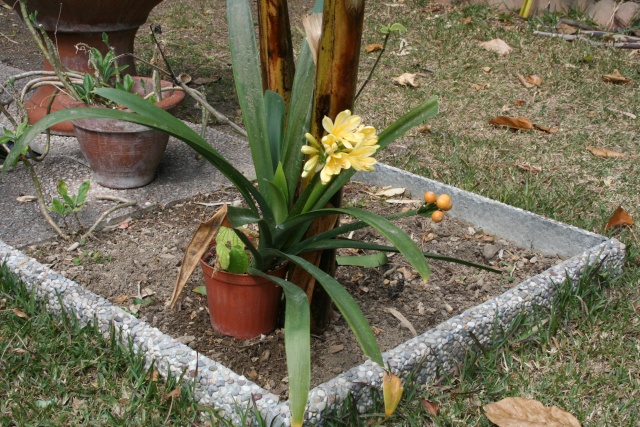 Découvertes ce matin dans ma mini pépinière Clivia35