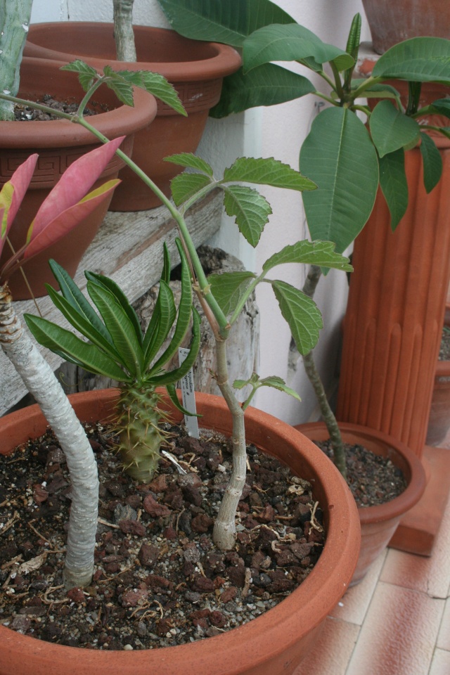 Cissus tuberosa Cyphos13