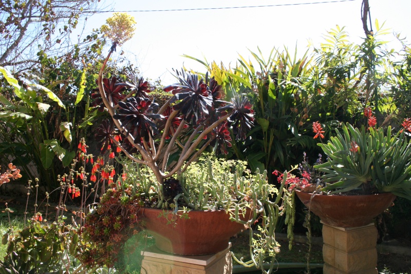 Aloe plicatilis et Aloe bakeri en fleurs Dernia10