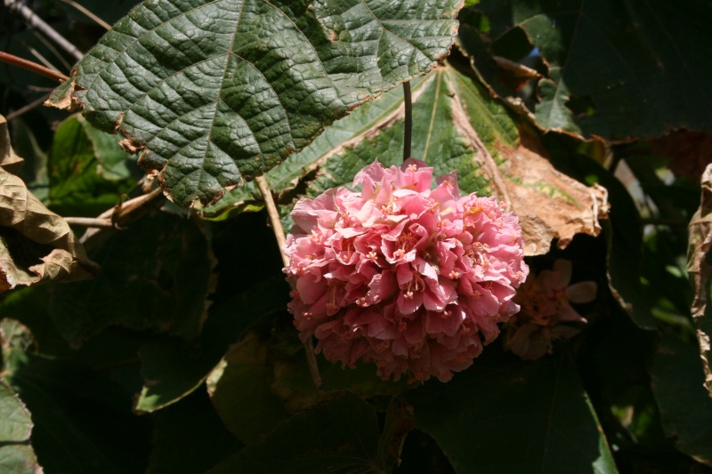Dombeya cayeuxii, une forme d'inflorescence intéressante Dombey18