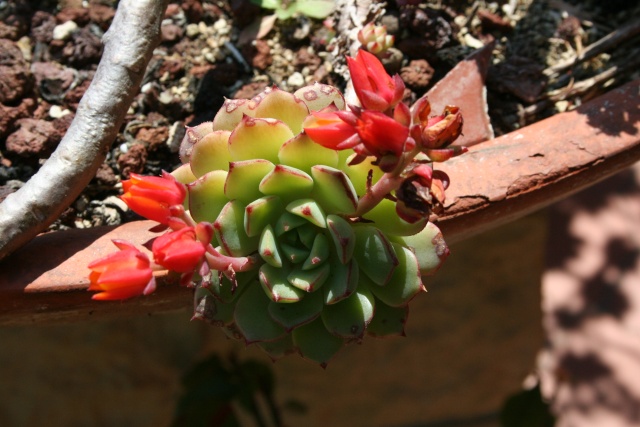 Floraison des Echeveria Echeve11